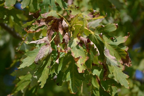 tree with dead leaves due to summer heat