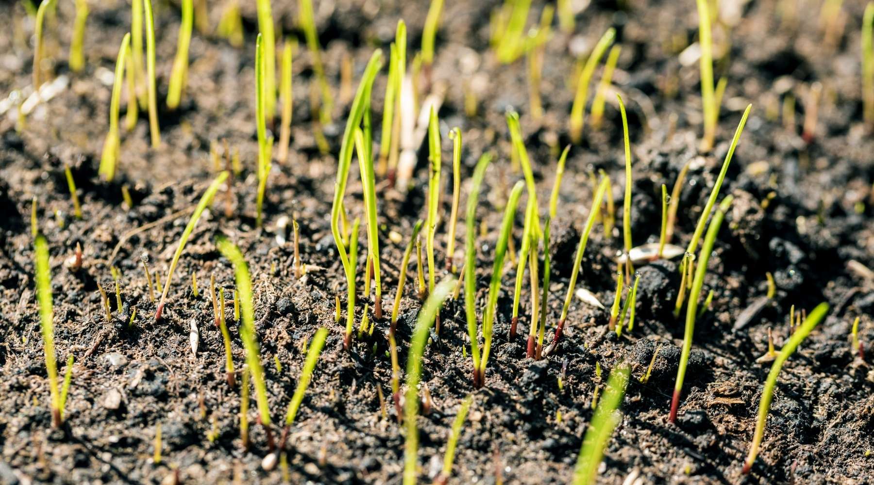 How to Plant New Grass With Peat Moss
