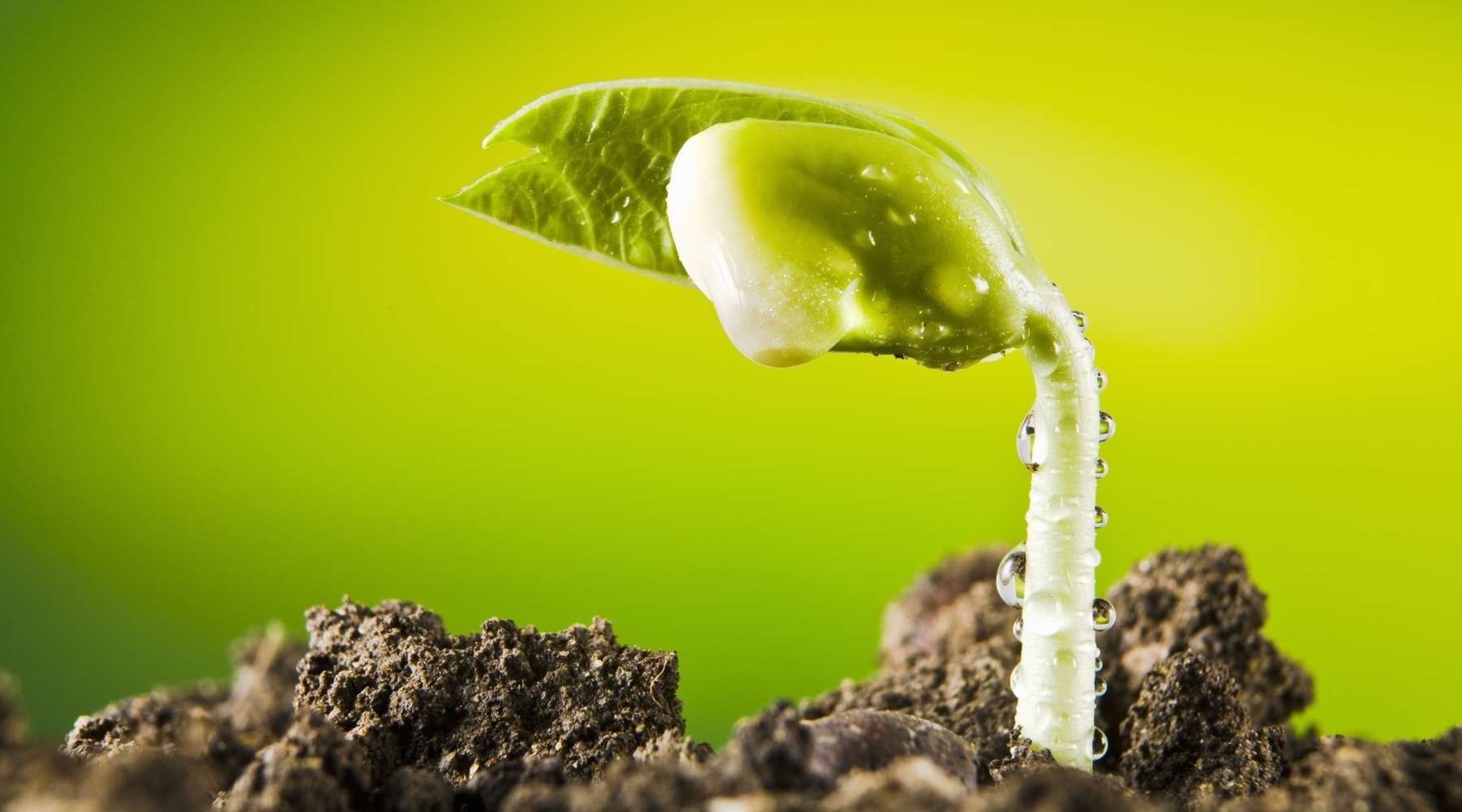 Should I Seed Before or After Applying Liquid Aerator? Covington Naturals