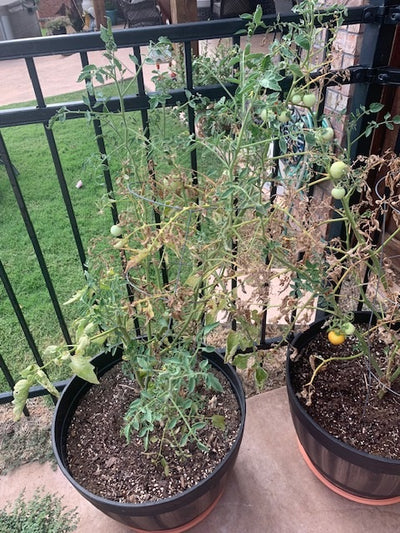 What To Do with Tomatoes That Have Stopped Producing?