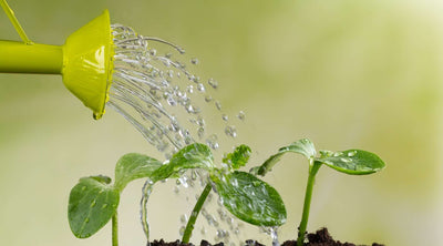 Can You Water Plants With Soft Water?