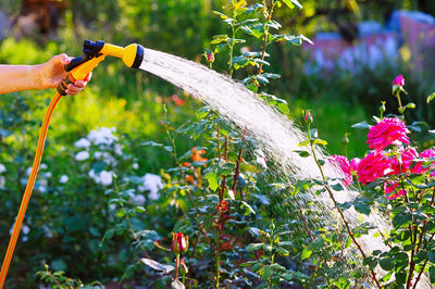 The Do's and Don'ts of Watering Your Garden