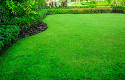 How to Grow Greener Lawns Mid Summer with Liquid Iron +