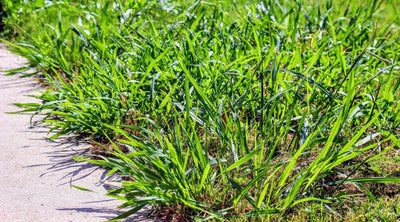 How To Get Rid of Crabgrass in a Lawn