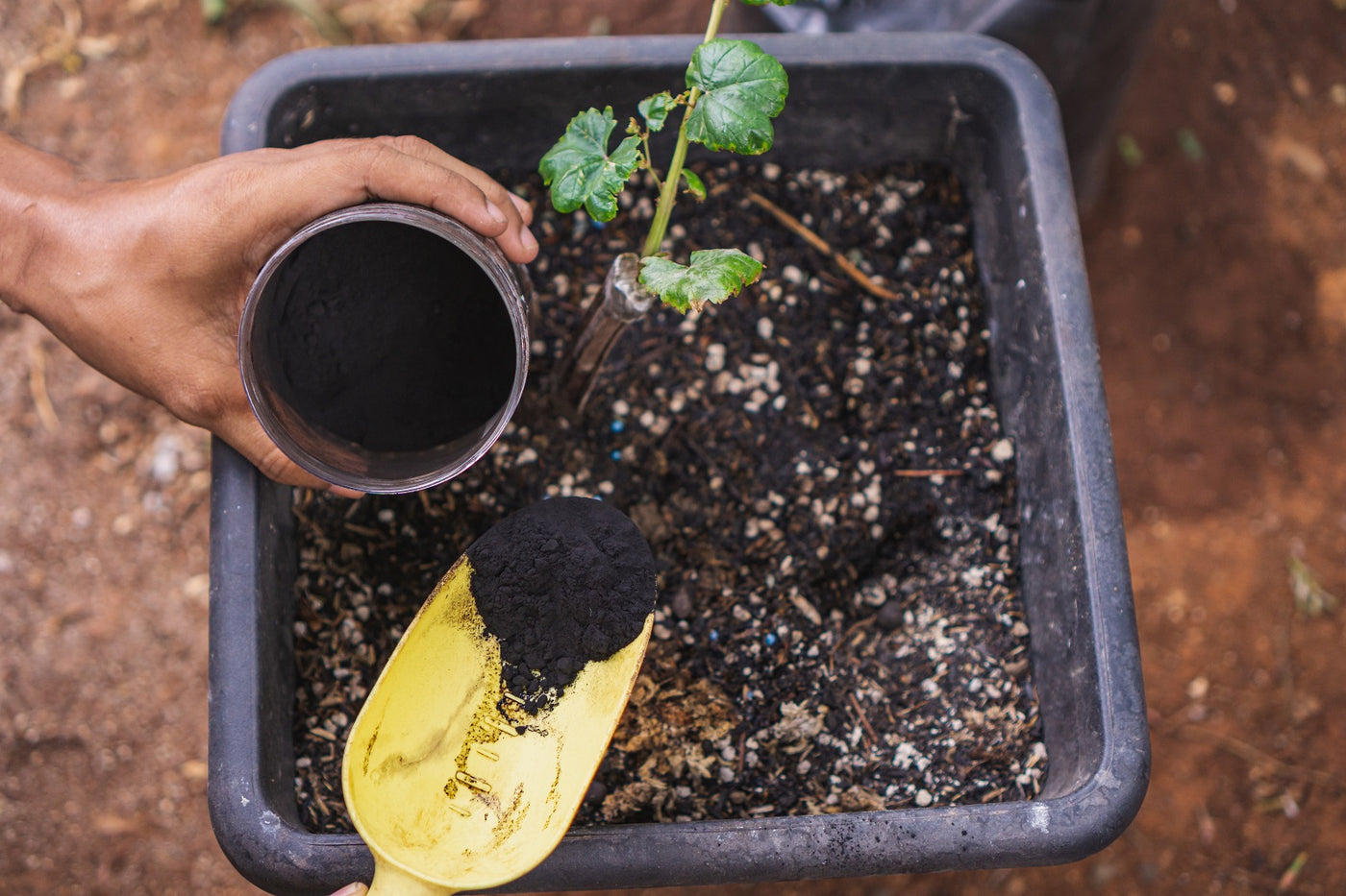 What are the benefits of Humic Acid that is Derived From Leonardite ...