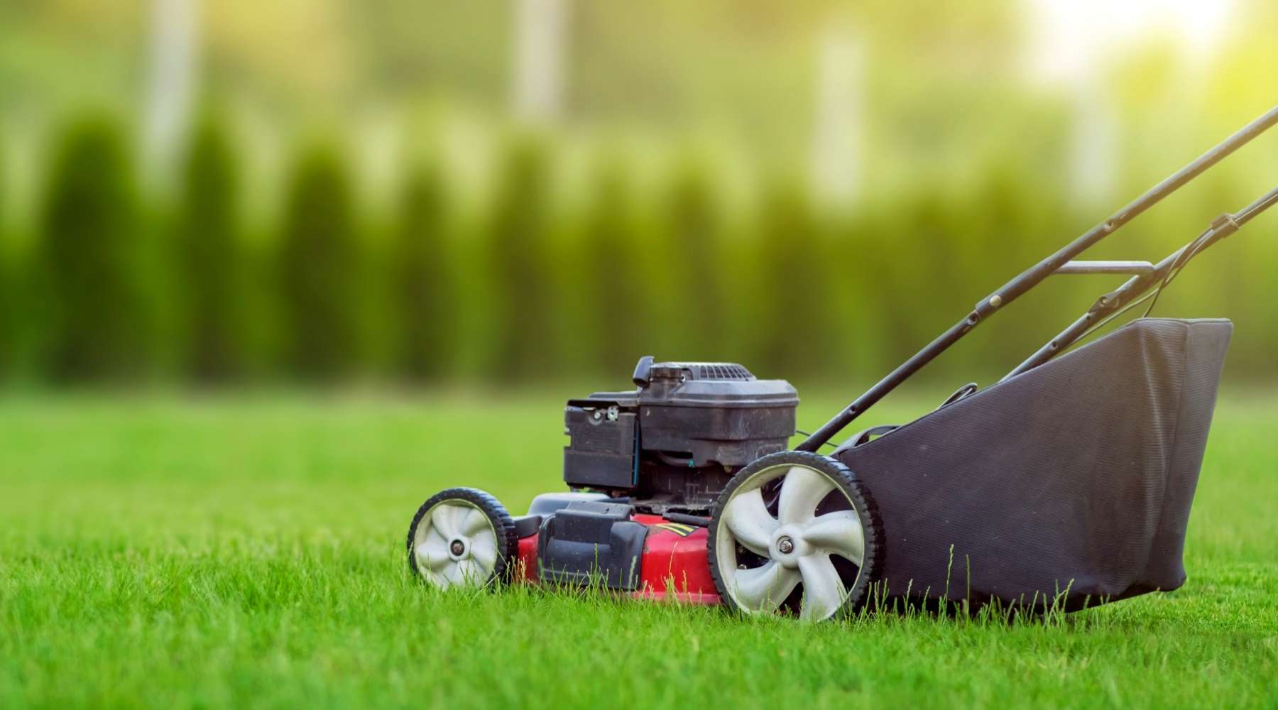 How Short You Really Need to Mow Your Lawn – Covington Naturals