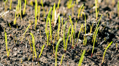 Top 5 Tips To Grow Grass from Seed
