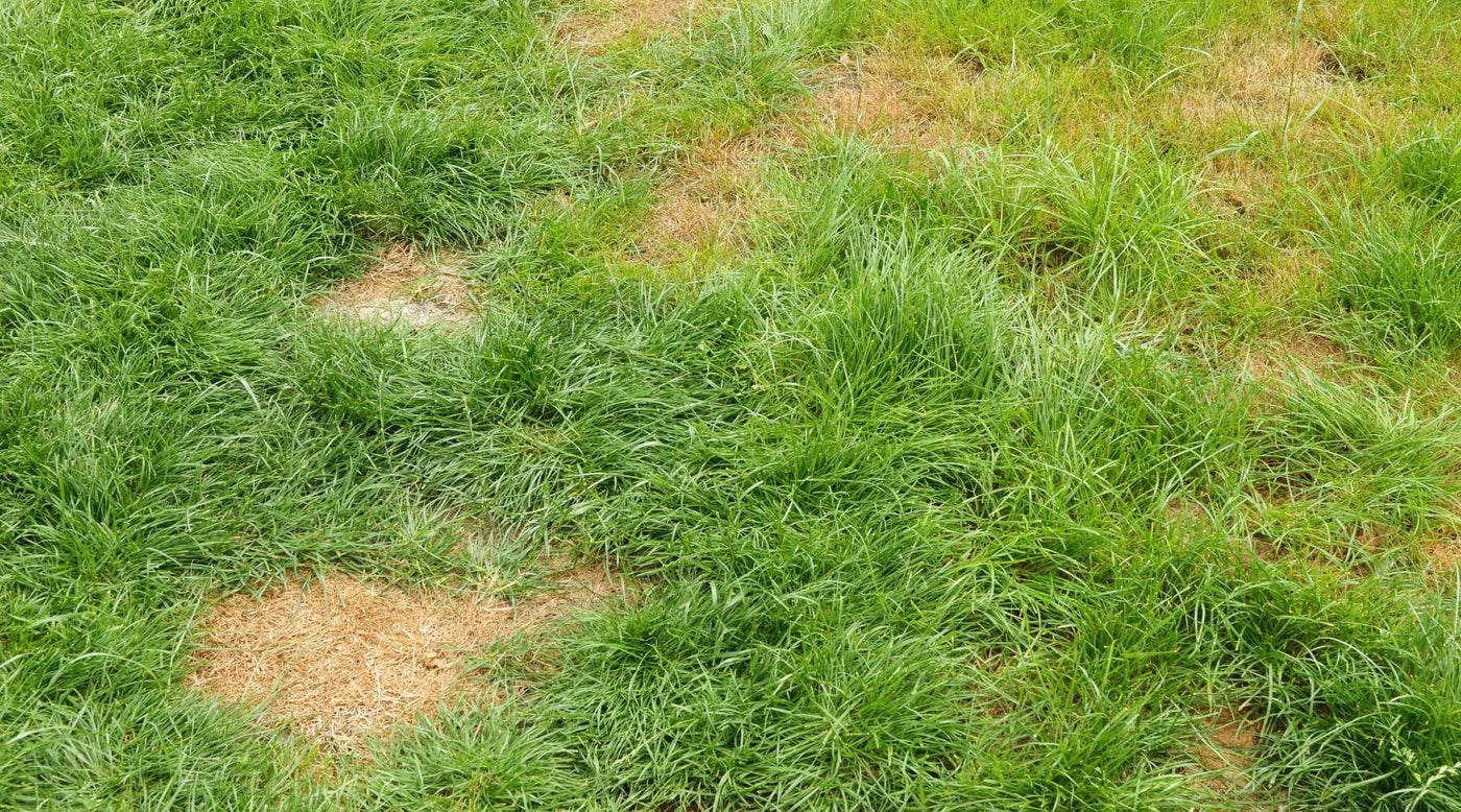 brown patches on lawn