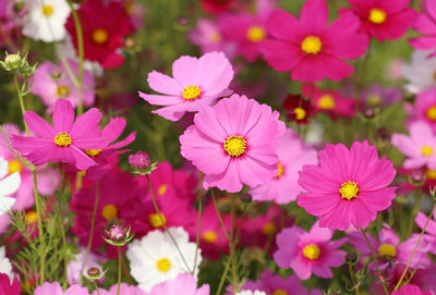 Unlock the Power of Pure Dextrose Sugar for Explosive Plant Growth, Flavor, and Yield