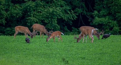 Preparing Planting and Maintaining a Deer Plot Grow