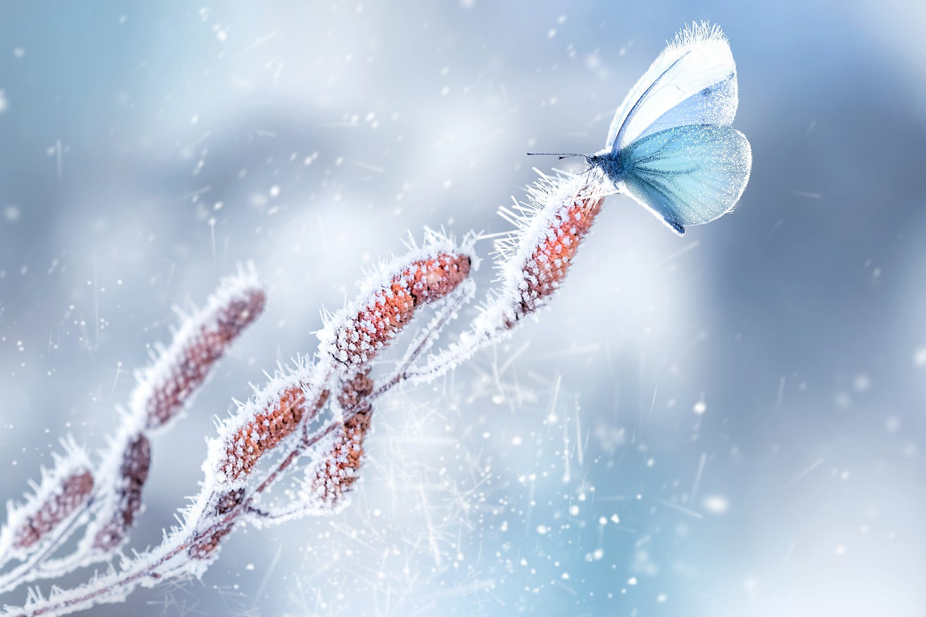 butterfly in winter