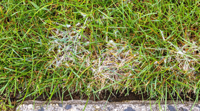 How to Identify & Treat Lawn Fungus & Disease with Pictures