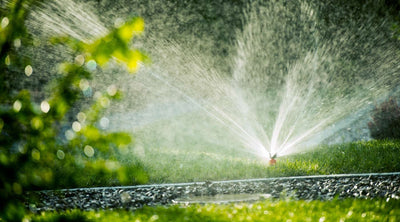 Lawn Watering Tips for Beginners
