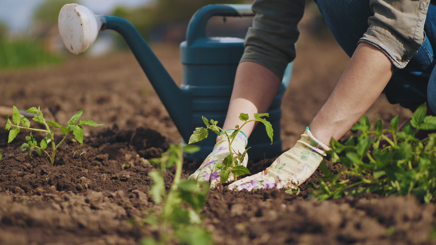 planting new garden hands in soil