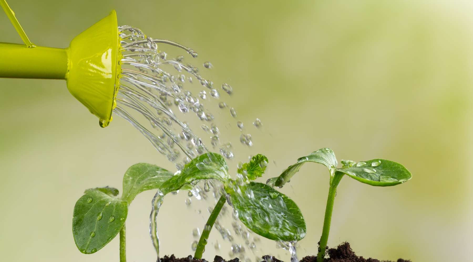 Can You Water Plants With Soft Water? Covington Naturals