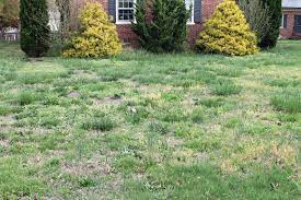 Keep Weeds Out of Your Lawn