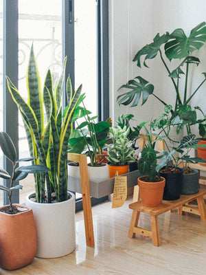 Indoor Plant Food