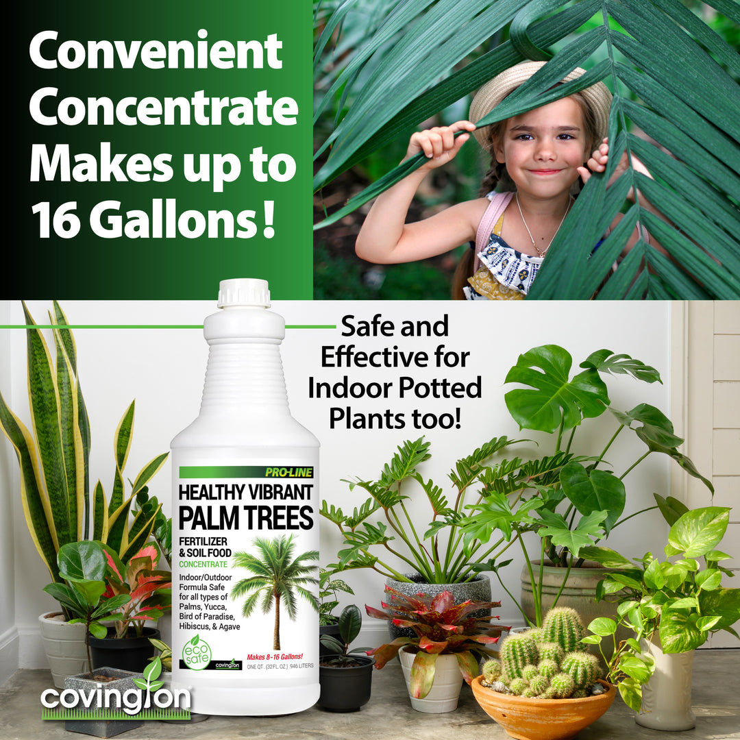 best fertilizer for indoor palm plants Palm Fertilizer Quart