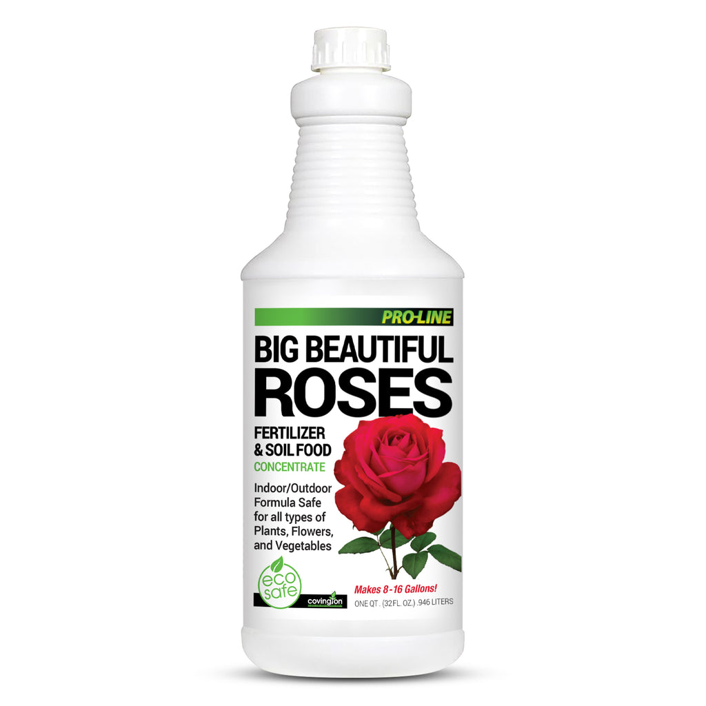 indoor rose plant food Rose Fertilizer