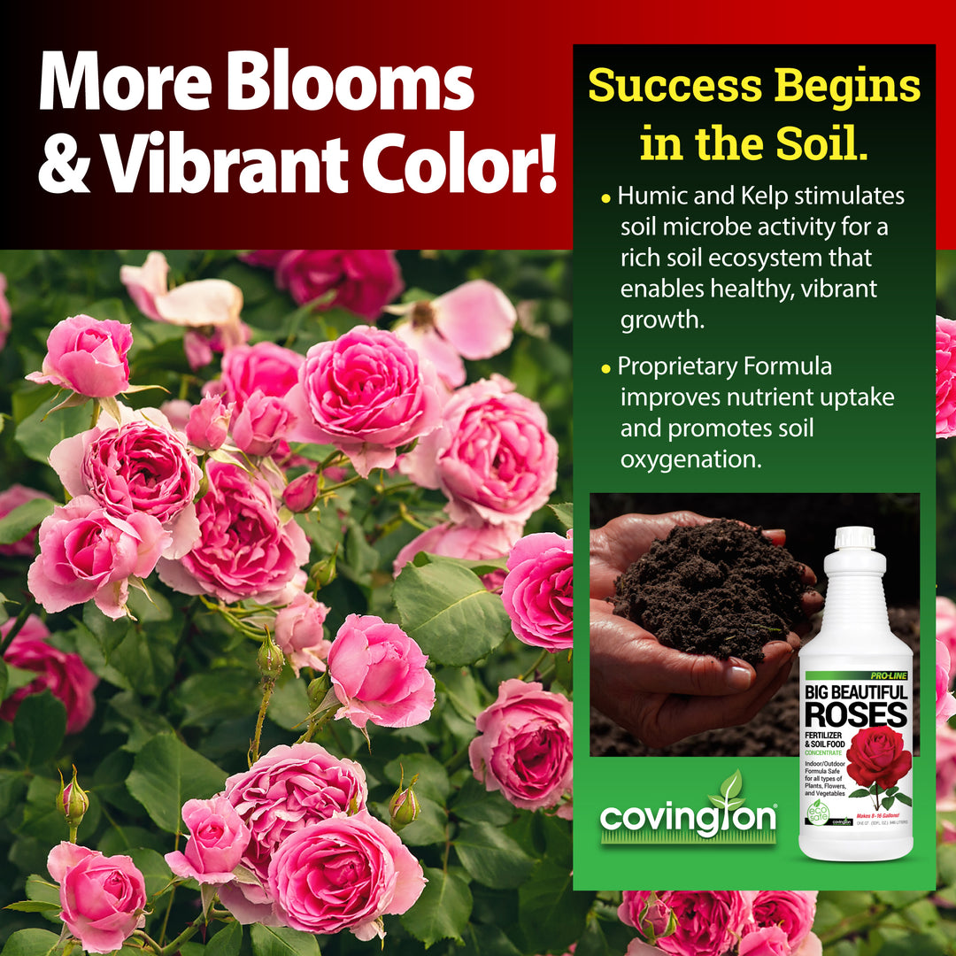liquid fertilizer for rose plant Covington Liquid Rose Fertilizer for All Types (32oz) Liquid Concentrate for Desired Rose Tone Natural Flower Bush Fertilizer for Indoor & Outdoor