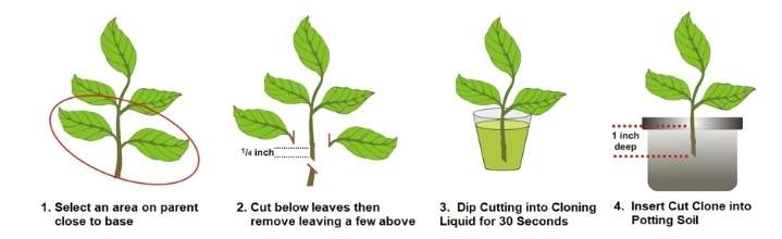 plant cloning gel