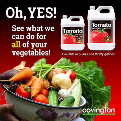 tomato food fertilizer